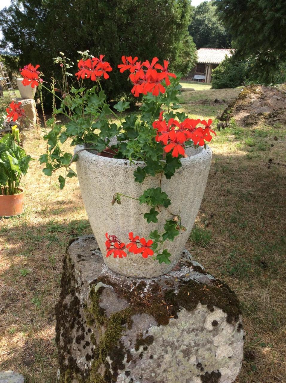 Agriturismo Il Morello アックアペンデンテ エクステリア 写真