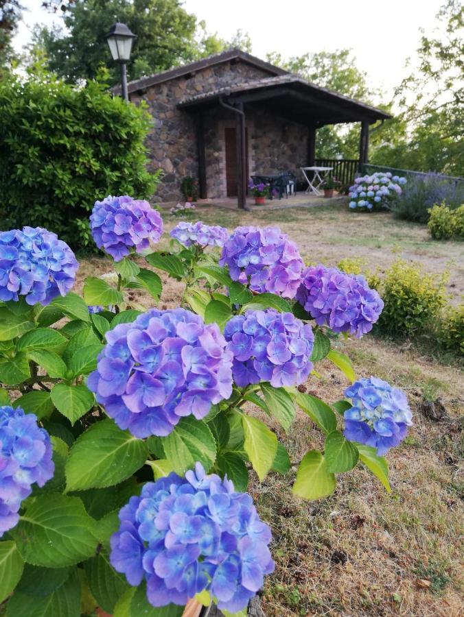 Agriturismo Il Morello アックアペンデンテ エクステリア 写真